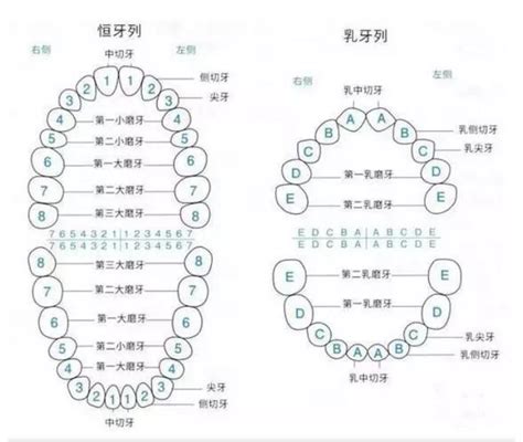 齒人|牙齒